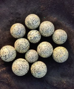 Wholesale Dalmation Jasper Gemstone Spheres / Dalmatian Jasper Agate Balls